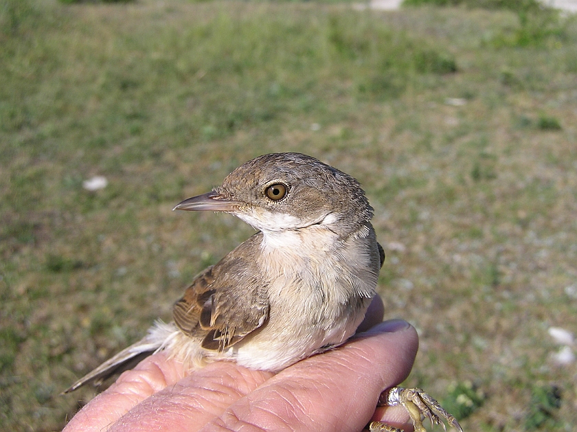 Common Whitethroat, Sundre 20070607